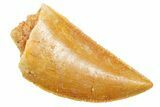 Serrated Raptor Tooth - Real Dinosaur Tooth #364857-1